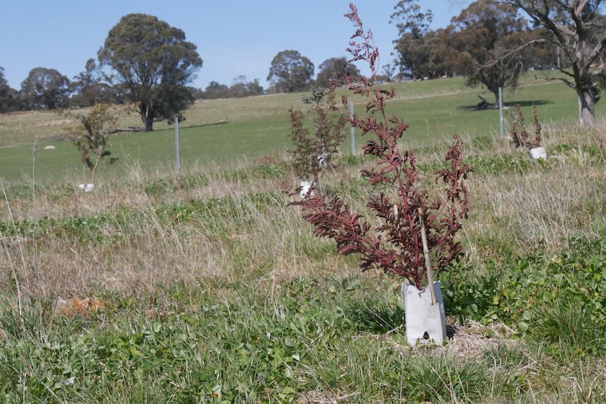 A close-up of a small tree