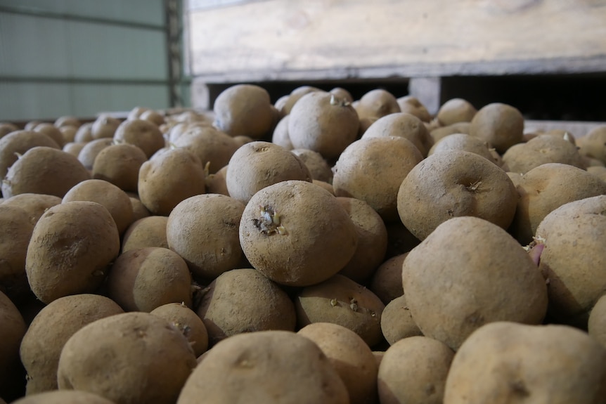 A close-up of a potato