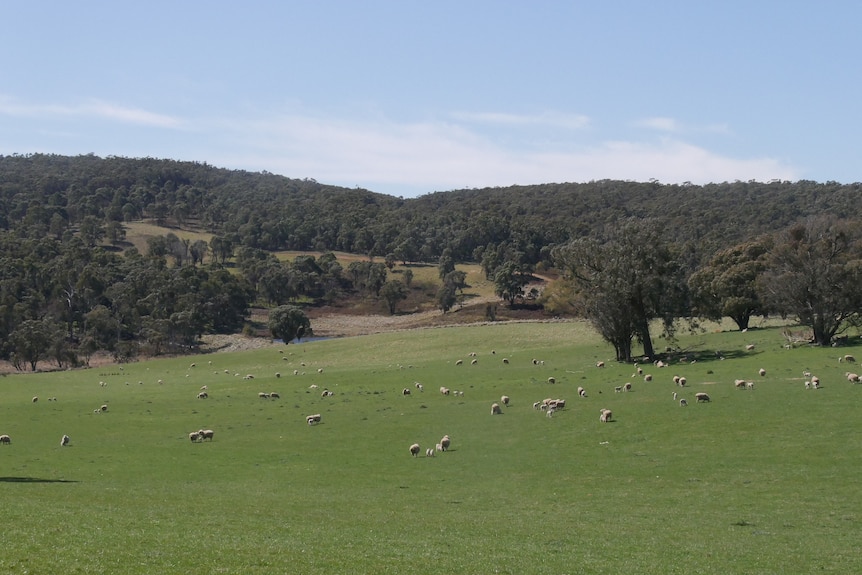 Sheep in a pen with thousands of trees across