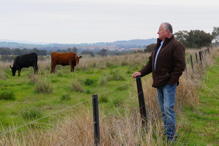 A man standing by a fence looking at two cows