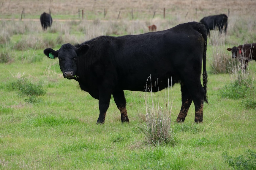 A cow standing in a cage 