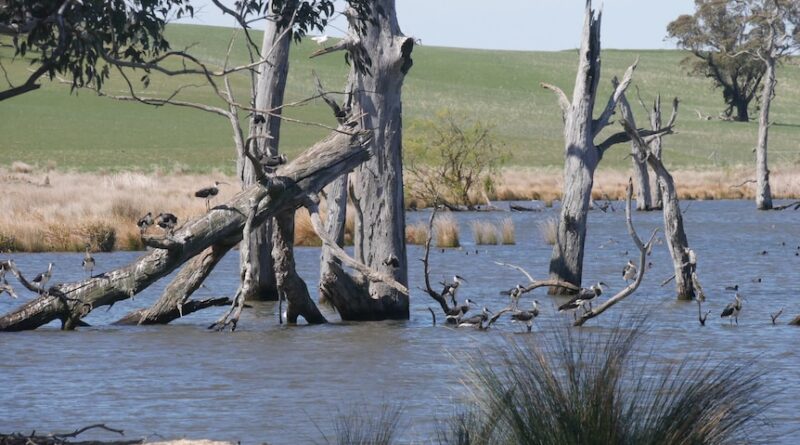 Birds standing on a dead tree in a lake