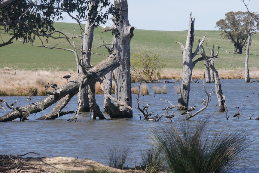 Birds standing on a dead tree in a lake